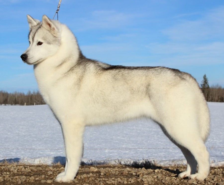 Photo of Pvt Stk Huricane Nanook