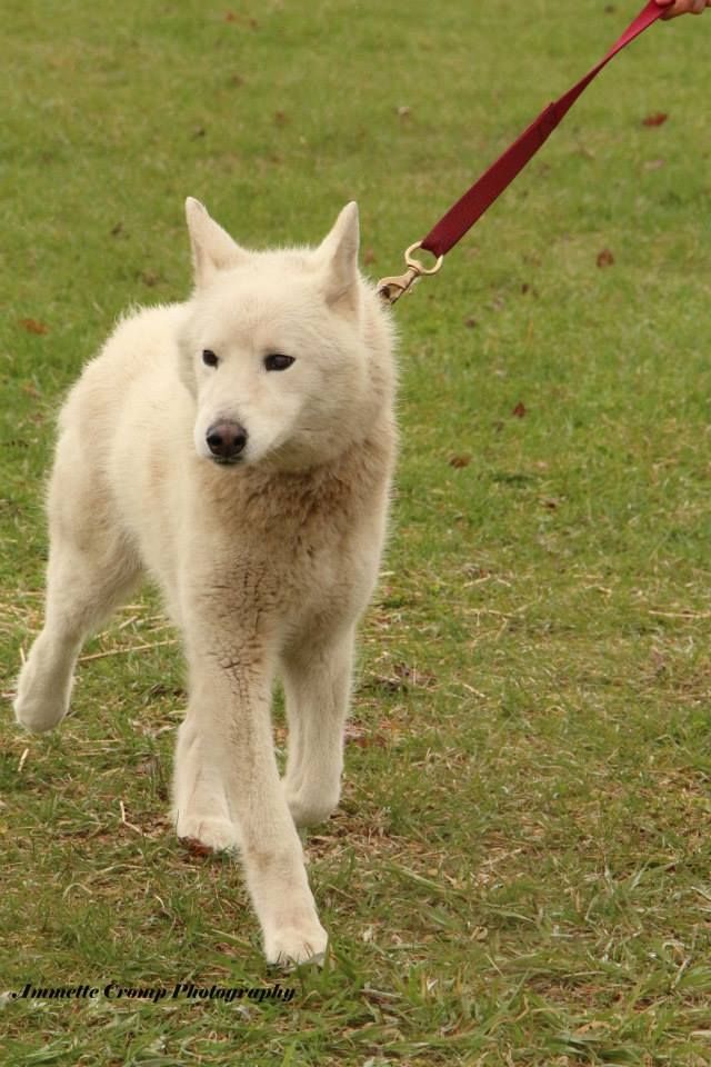 Photo of Gambit of Arcticsun