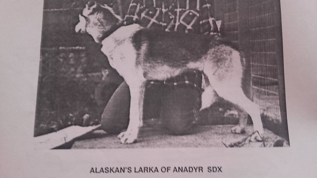 Photo of Alaskan’s Larka Of Anadyr