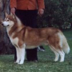 Photo of Orion del Ykpahia