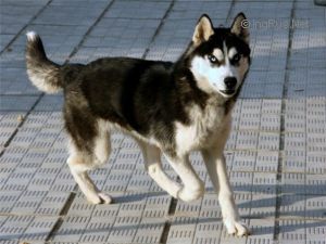 Photo of Arctic Magic Reason To Love