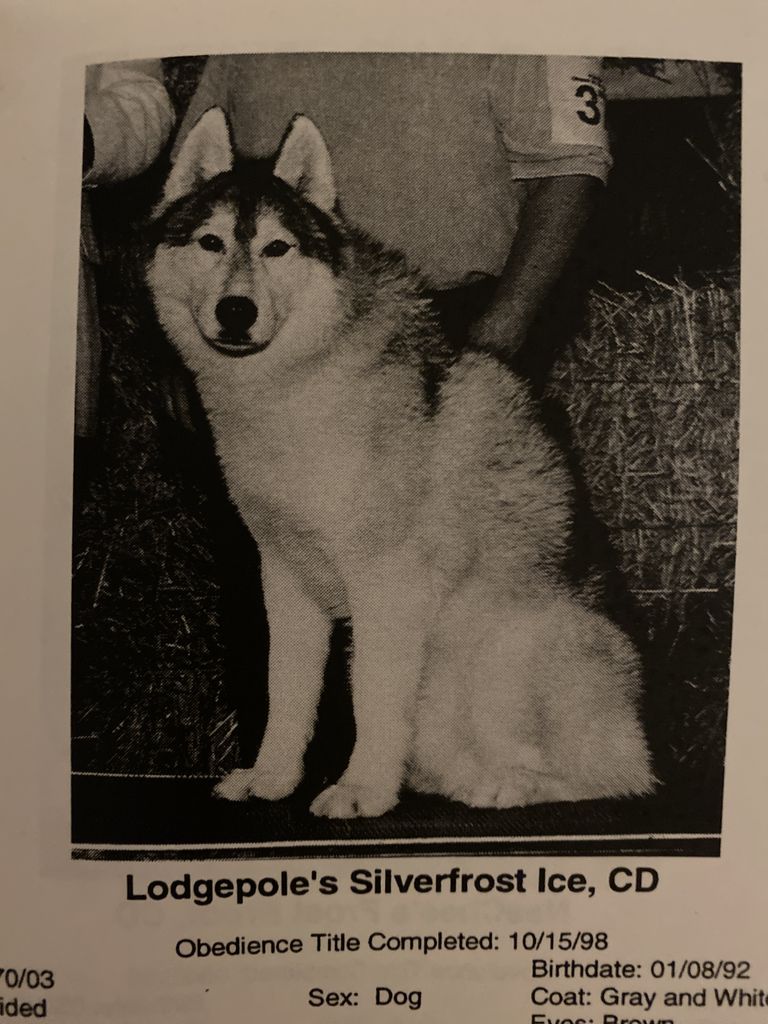 Photo of Lodgepole’s Silverfrost Ice