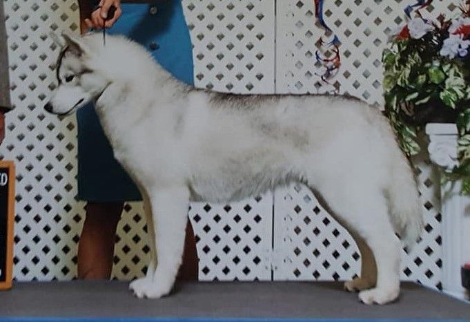 Photo of Moosecreek’s Precious Little Angel