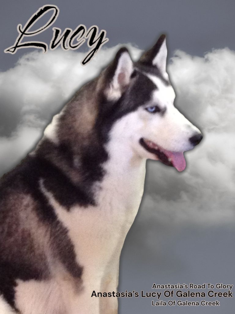 Photo of Anastasia’s Lucy Of Galena Creek