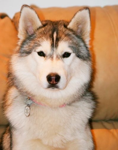 Photo of Sherakan’s Aurora Borealis