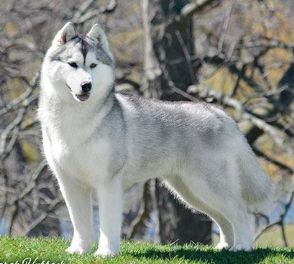 Photo of Karnovanda's Diamond Dust