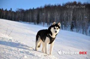 Photo of Roxy (Russia)