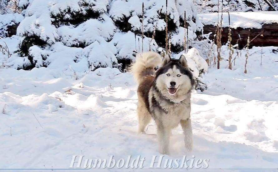 Photo of Humboldt Silversong Majestic Moose