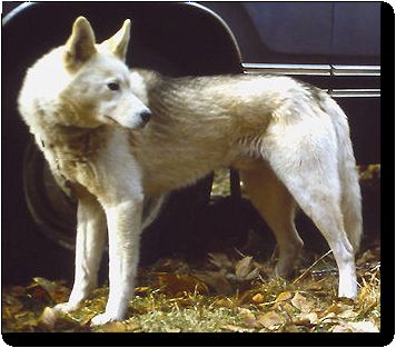 Photo of Alaskan’s Spook Of Anadyr