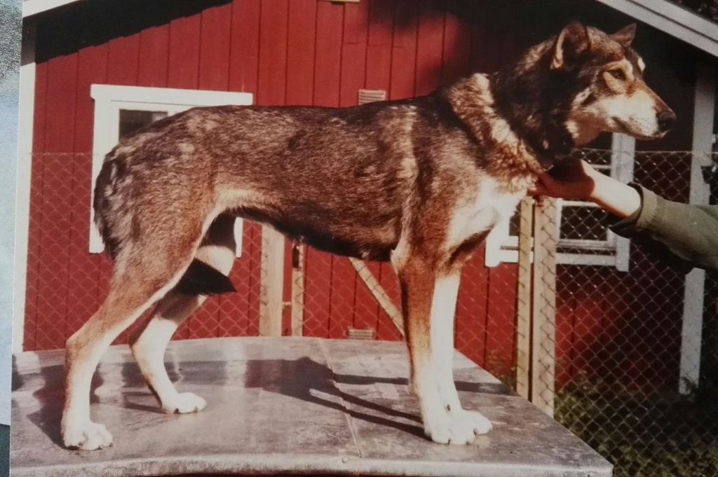 Photo of Igloo Pak’s Chena