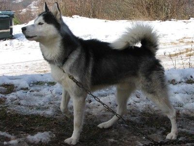 Photo of Rosly des Loups de la Toundra