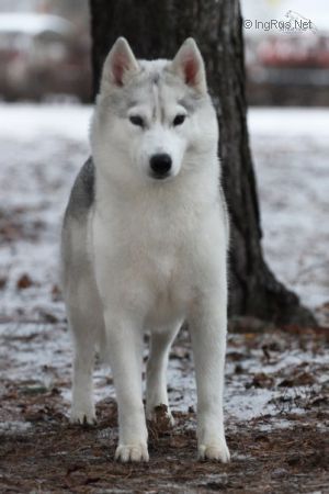 Photo of Husky Haven Fantasy Dorothy