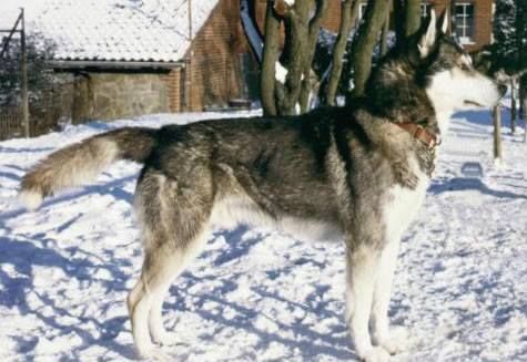 Photo of Alka-Shan’s Zoomer