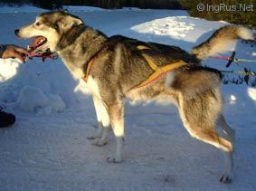 Photo of Wolf Tribe’s Peanut