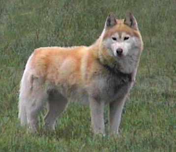Photo of Arcticsun’s Crimson Thunder