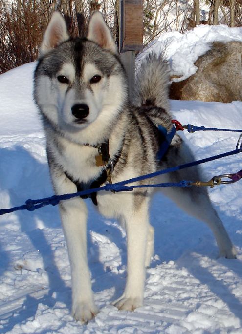 Photo of Chimini’s Gandalf The Grey