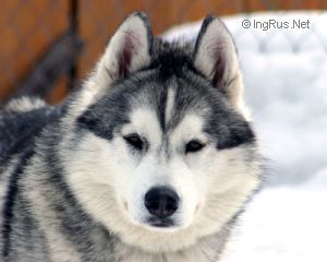 Photo of Husky Haven Amigo