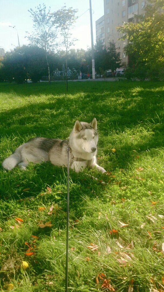 Photo of Paranen Luminen Susi Iz Klana Diksan