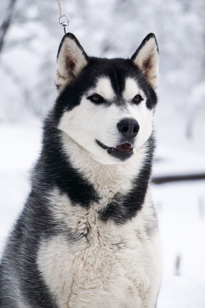 Photo of Agloolik The Biggest Impostor