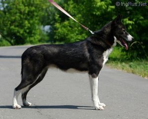 Photo of Snow Shade Aquila