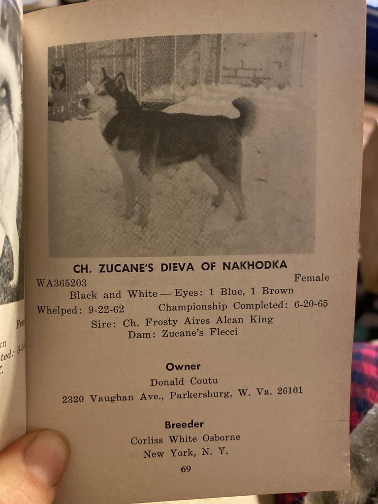 Photo of Zucane’s Dieva Of Nakhodka