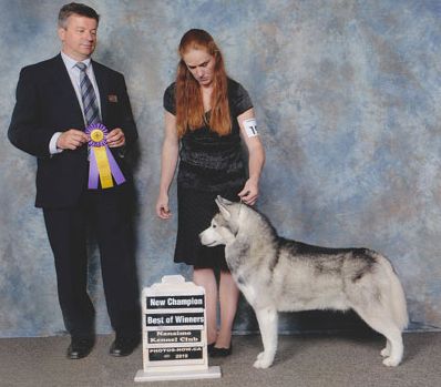 Photo of The Wild Card Of Wolvereen