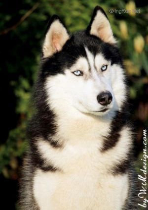 Photo of Latin Lover de Nariz de Nieve