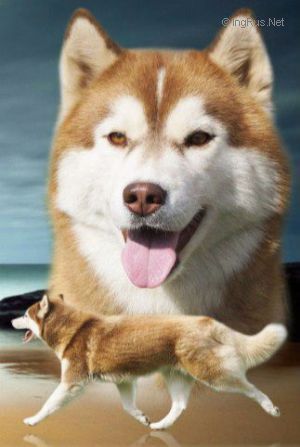 Photo of Husky Haven Deligious Baby