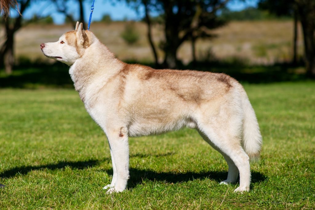 Photo of Kakastavi Golden Boy