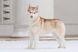 Photo of Ciana S Akulovoy Gori