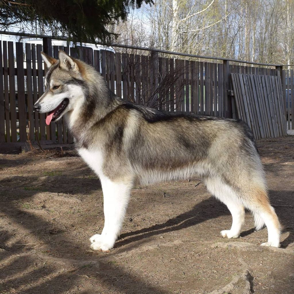 Photo of Sheza Classic Jesko Ilmarinen