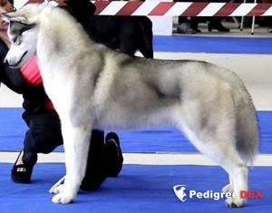 Photo of Polar Night Emau Victory
