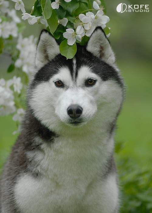 Photo of Husky Haven Heart Of Belstok