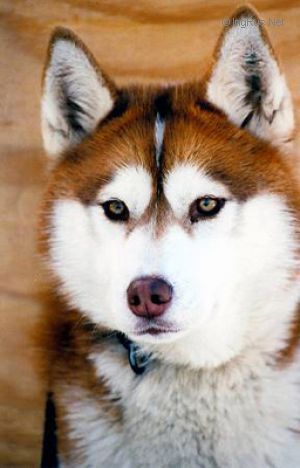 Photo of NorthWapiti’s Whinny At Nanook