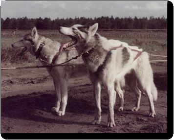 Photo of Mekusaks Iso-Antti