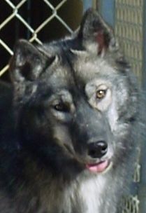 Photo of Sno-Magic’s Khovaki Moonshadow