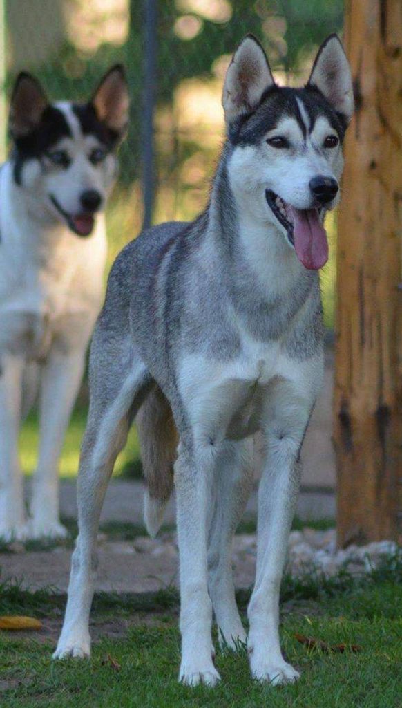 Photo of Indy Samcanka