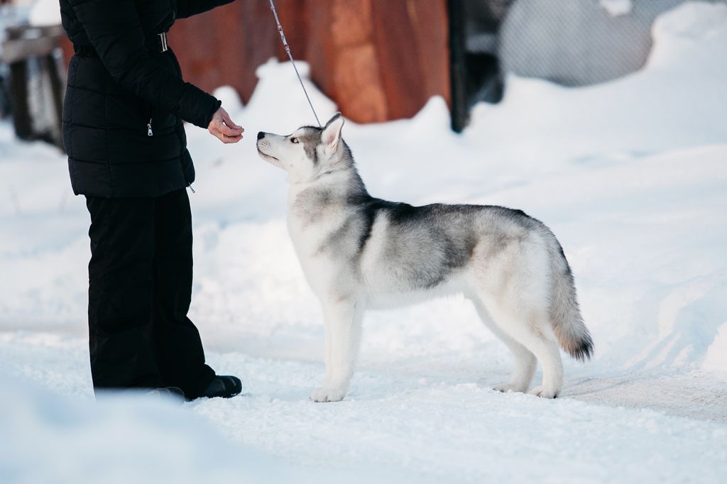Photo of Semargl Zilant