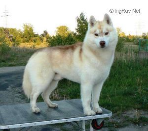 Photo of Knight of North Blue Bricassart