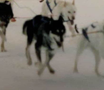 Photo of Team Amarox Filur