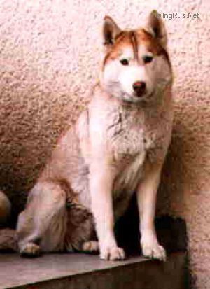 Photo of Tai-Mir Of Wolf Cream Gold