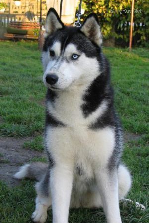 Photo of Tina’s Black Princess Eskimoski Domek