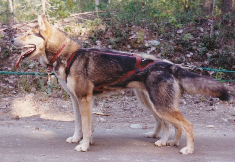 Photo of Samba av Vargevass-A
