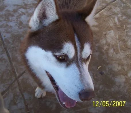 Photo of Makari’s Roman in Red Velvet