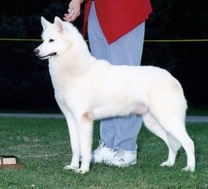 Photo of Northstar’s Snowmist Birch