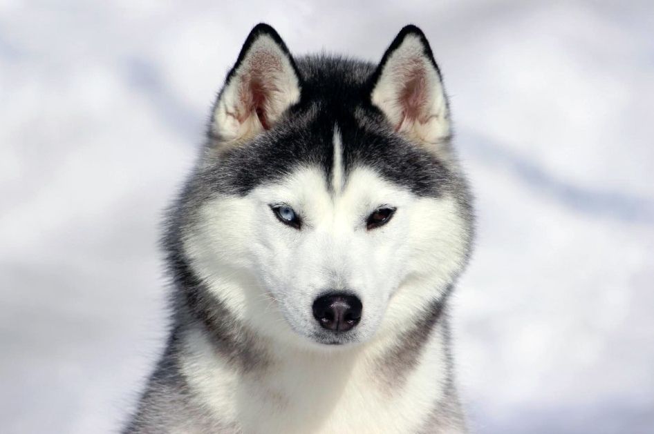 Photo of Gi-Ven-Chi S Volchyey Reki