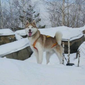 Photo of Tagil