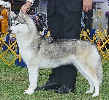 Photo of Jo-Kar She’s Everything Of Kalara