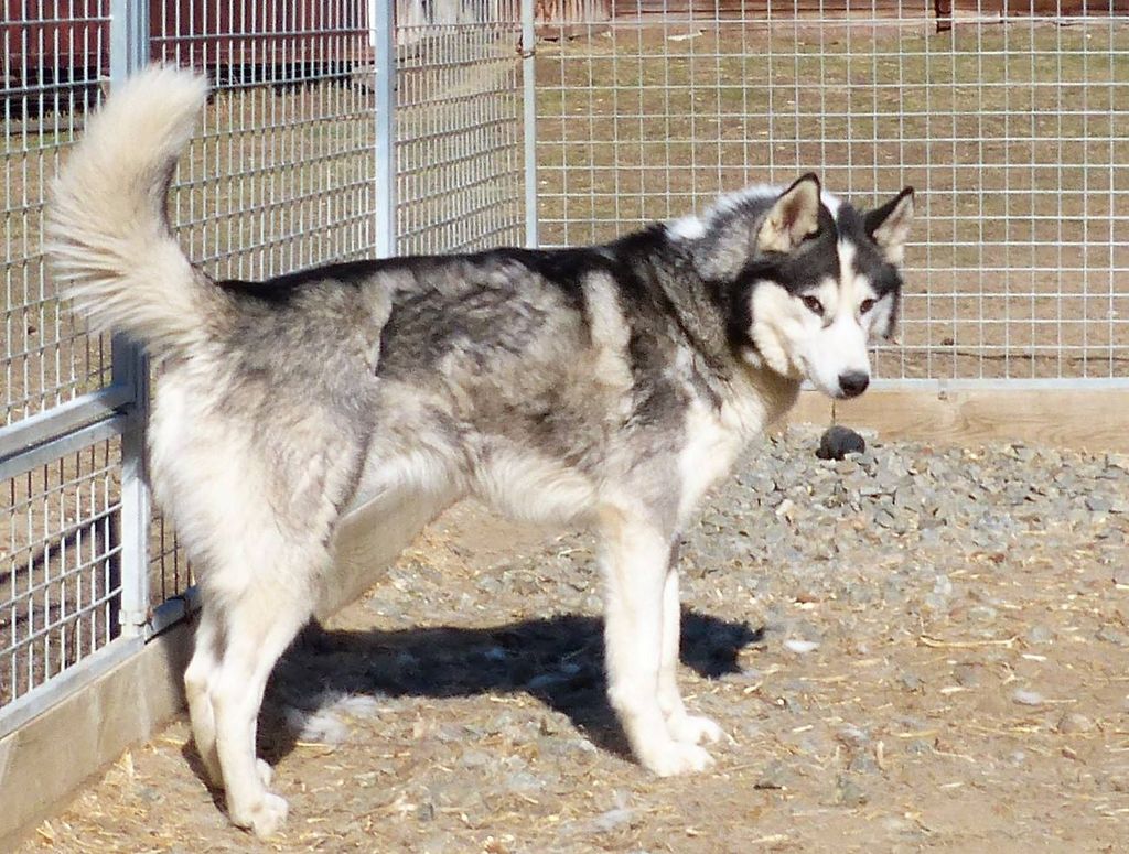 Photo of Indian Tribe Husky’s Muckleshoot