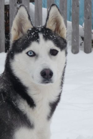Photo of Black Star Lady